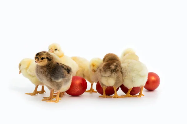 stock image Just hatched chicks and Easter red eggs isolated on white background. Selective focus, copy space.