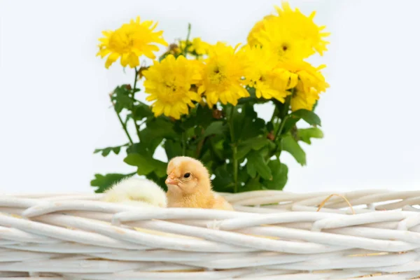 Just hatched chicks in their nest in a basket. Selective focus, copy space.