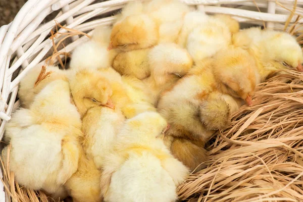 Yuvalarında Bir Sepetin Içinde Yavrular Yumurtadan Çıktı Seçici Odak Boşluğu — Stok fotoğraf