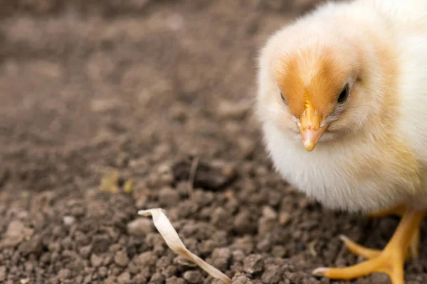 Extreme close-up of a newly hatched chick on a soil background. Selective focus, copy space.