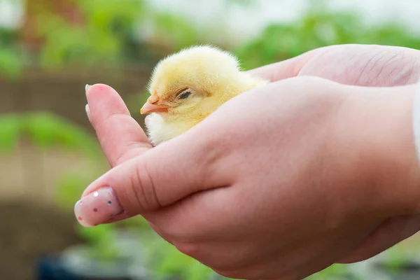 Yumurtadan Yeni Çıkmış Bir Civcivi Tutan Insan Ellerinin Aşırı Yakın — Stok fotoğraf