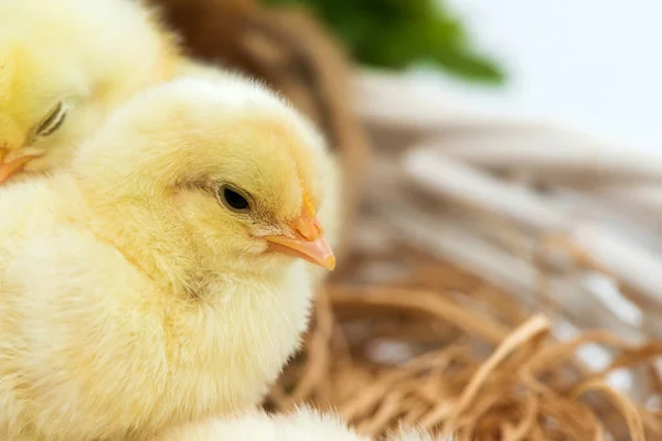 Yuvalarında Bir Sepetin Içinde Yavrular Yumurtadan Çıktı Seçici Odak Boşluğu — Stok fotoğraf