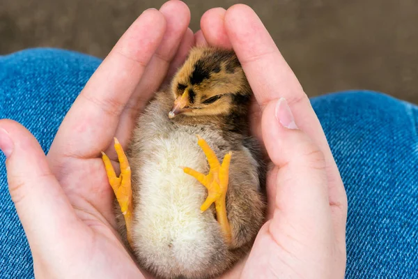Yumurtadan Yeni Çıkmış Bir Civcivi Tutan Insan Ellerinin Aşırı Yakın — Stok fotoğraf