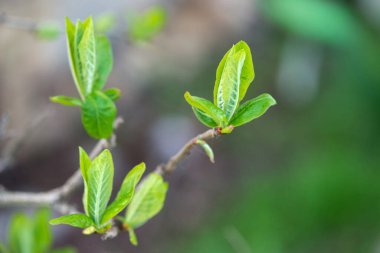 Bahar bahçesinde tomurcuklanan genç Medlar dalları - seçici odak, kopyalama alanı, mavi arkaplan