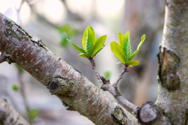 Bahar bahçesinde tomurcuklanan genç Medlar dalları - seçici odak, kopyalama alanı, mavi arkaplan