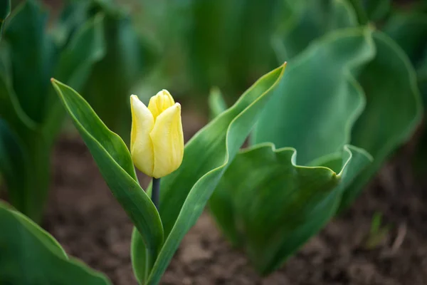 Blühende Gelbe Tulpe Einem Frühlingsgarten Selektiver Fokus — Stockfoto