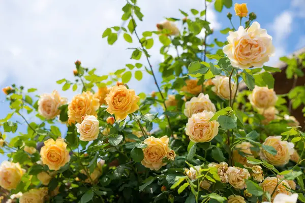 Florescendo Arbusto Rosa Amarelo Contra Fundo Céu Azul Espaço Para Imagem De Stock
