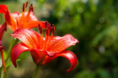 Turuncu bir zambağın yeşil bir bahar bahçesine yakın plan çekimi. Seçici odak.
