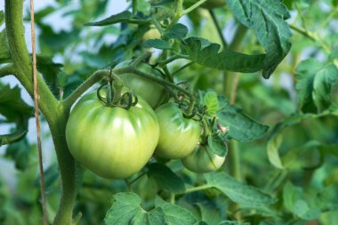 Dallarda yetişen olgunlaşmamış domatesler - seçici odak, kopyalama alanı