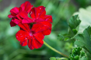 Bahçedeki kırmızı Pelargonium 'u kapat. Yaz bahçesinde kırmızı sardunya çiçekleri. Seçici odak.