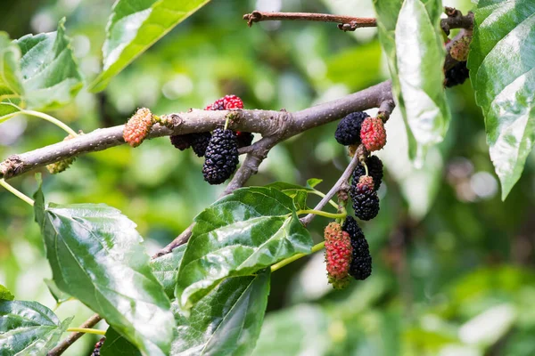 Close-up of a branch with black mulberries in varying degrees of ripeness. Selective focus.