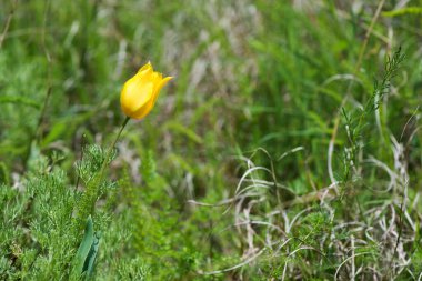 Bahar ormanlarında açan vahşi kırmızı ve sarı laleler. Seçici odak.