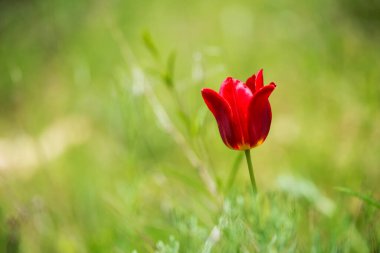 Bahar ormanlarında açan vahşi kırmızı ve sarı laleler. Seçici odak.