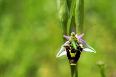 Küçük yeşil çekirgeye yakın bir orkide (Ophrys scolopax) orkidesinin (orkide) sarılan çiçeği. Seçici odak