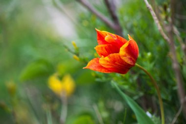 Bahar ormanlarında açan vahşi kırmızı ve sarı laleler. Seçici odak.