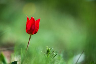 Bahar ormanlarında açan vahşi kırmızı ve sarı laleler. Seçici odak.
