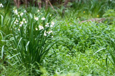White Summer Snowflake flowers (Leucojum aestivum) in its natural habitat. An ingredient in a drug used to treat poliomyelitis. Selective focus.