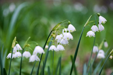 White Summer Snowflake flowers (Leucojum aestivum) in its natural habitat. An ingredient in a drug used to treat poliomyelitis. Selective focus.
