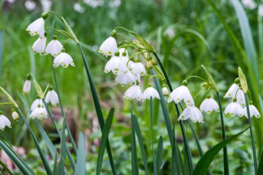 White Summer Snowflake flowers (Leucojum aestivum) in its natural habitat. An ingredient in a drug used to treat poliomyelitis. Selective focus.