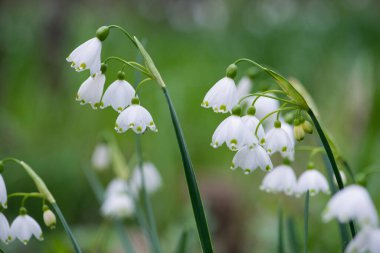 White Summer Snowflake flowers (Leucojum aestivum) in its natural habitat. An ingredient in a drug used to treat poliomyelitis. Selective focus. clipart
