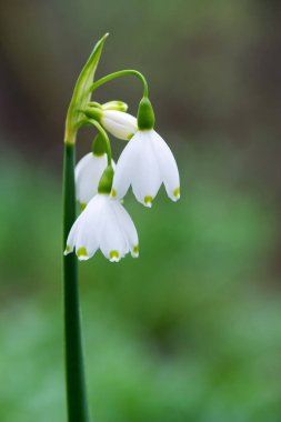 White Summer Snowflake flowers (Leucojum aestivum) in its natural habitat. An ingredient in a drug used to treat poliomyelitis. Selective focus.