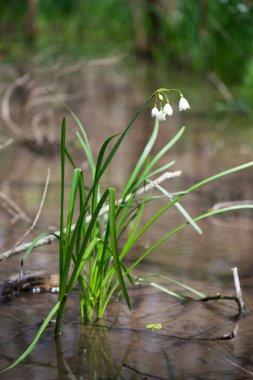 White Summer Snowflake flowers (Leucojum aestivum) in its natural habitat. An ingredient in a drug used to treat poliomyelitis. Selective focus.