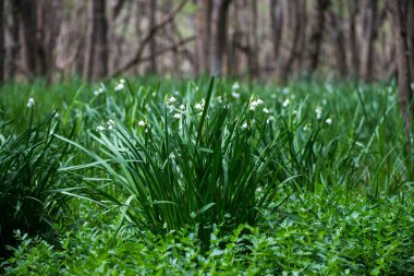 White Summer Snowflake flowers (Leucojum aestivum) in its natural habitat. An ingredient in a drug used to treat poliomyelitis. Selective focus.