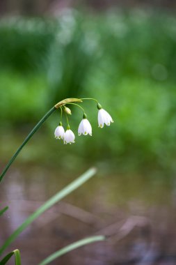 White Summer Snowflake flowers (Leucojum aestivum) in its natural habitat. An ingredient in a drug used to treat poliomyelitis. Selective focus.