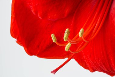 Close up of a Beautiful Red Amaryllis flower. Amaryllis or Hippeastrum, Red Lion blossom - macro shot