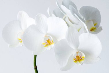 Beyaz arka planda izole edilmiş çiçek açan bir orkide falaenopsisinin makro fotoğrafçılığı. 