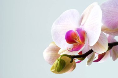 Beyaz arka planda izole edilmiş çiçek açan bir orkide falaenopsisinin makro fotoğrafçılığı. 