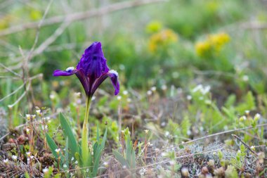 İlkbaharda açan yabani irisler - seçici odak, kopyalama alanı