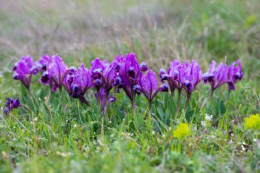İlkbaharda açan yabani irisler - seçici odak, kopyalama alanı