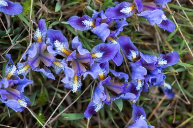 İlkbaharda açan yabani irisler - seçici odak, kopyalama alanı