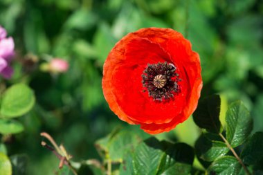 Güneşli bir günde tarlada açan yabani gelincikler (Papaver rhoeas) - seçici odaklanma