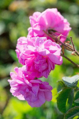 Petrol taşıyıcı, çiçek açan Şam gülü olarak bilinen Rosa Damascena 'ya yaklaş. Arkaplan mavisi. Organik doğal konsept. Seçici odak.