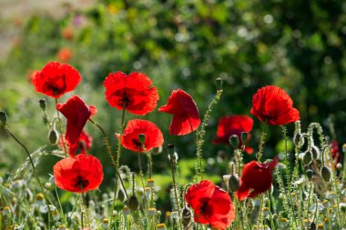 Güneşli bir günde tarlada açan yabani gelincikler (Papaver rhoeas) - seçici odaklanma