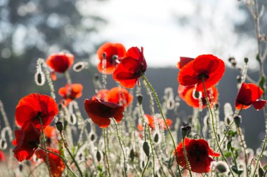 Wild poppies (Papaver rhoeas)  blooming in the field in sunny day - selective focus clipart