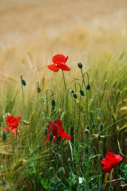 Güneşli bir günde tarlada açan yabani gelincikler (Papaver rhoeas) - seçici odaklanma