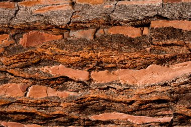 Pinus Pinaster Ağacı kabuğu dokusu. Kapatın. Boşluğu kopyala.