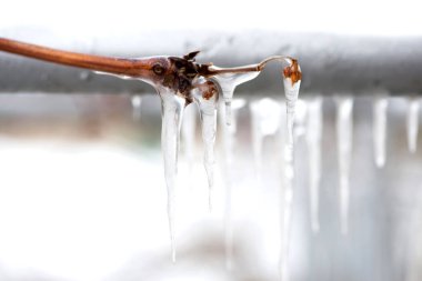 Buz saçakları ve buza sarılı bir asma dalı - seçici odak noktası kopyalama alanı