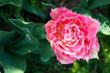 Dondurmacı egzotik lale. Hollanda 'nın alışılmadık bir türü. Kırsal bir bahçede çiçek açıyor. Üst görünüm.
