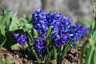 Bir bahar bahçesinde çiçekli renkli Sümbüller-seçici odak.