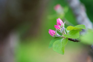 Bahar çiçeği: bahçe zemin - seçici odak, metin için yer üzerine çiçek açması bir elma ağacının dalını