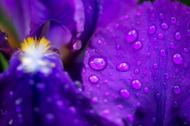 Mor iris ve su damlalarının yakın çekimi - seçici odak