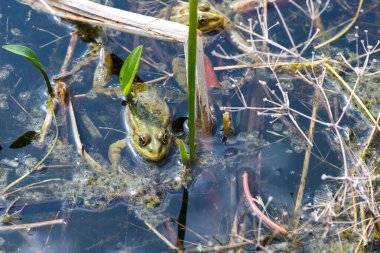 Üreme mevsiminde yeşil su kurbağaları doğal ortamlarında. Seçici odaklanma. Boşluğu kopyala.