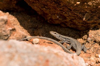 Kayalarda güneşlenen ahlaklı bir kertenkele. Seçici odaklanma. Boşluğu kopyala.