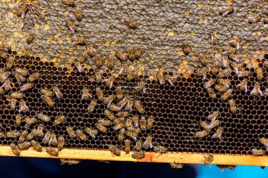 arıdan petek arı kovanı - tarih seçici odak, kopya alanı yakın çekim.