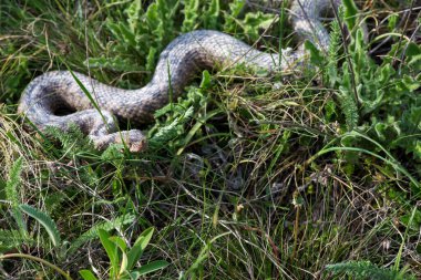 Vipera ammoditleri. Çimenlerde sürünen Vipera ammodillerine yakın çekim. Seçici odak.