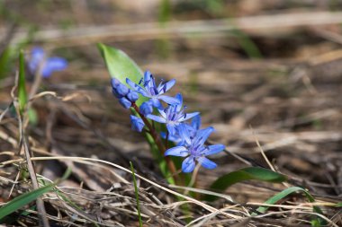 İlkbahar bahçesinde çiçek açan scilla - seçmeli odak, kopyalama alanı